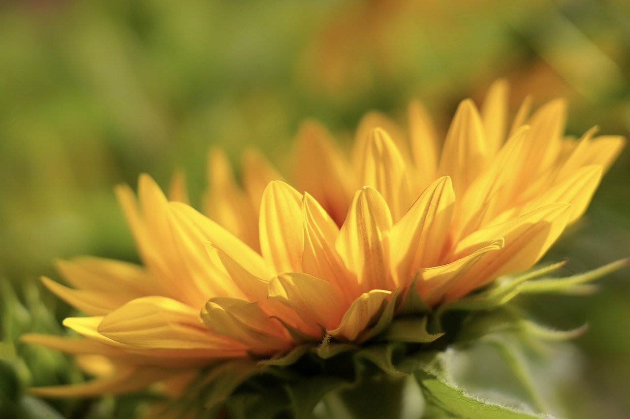 sunflower, flower, yellow flower-6566255.jpg